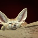 여우쉼터 이미지