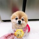 강과들 | 애견수제간식 정선 로컬푸드로 만든 강레트 먹여본 후기 [디저트의 들 &lt;디드루&gt;]