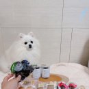 멍든램지