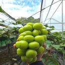 우신농장 | 🍇 김천 고당도 샤인머스켓 후기 | 제철 과일 &amp; 선물용 추천