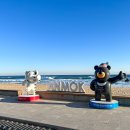 안목해변 티스토리