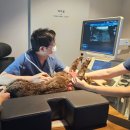 양주 센트럴 동물병원 이미지