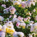 본포수변공원(다목적광장) | 6월 서울근교 나들이 김포 가볼만한곳 호수공원 장미원 라베니체