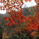 ♧ 드림산악회 소아마비박멸 기원 & 코로나 극복 소요산 번개 산행 (자재암)(10/25) 100대명산♧ 이미지