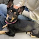 맑은눈 동물병원 이미지