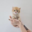 안녕, 멍냥 이미지