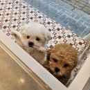 예쁘댕냥 이미지