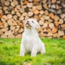 옹기종기 이미지