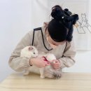 파주고양이 미용실 이미지