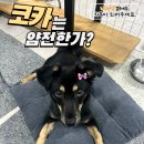 코카 이미지