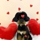 애견미장원 이미지