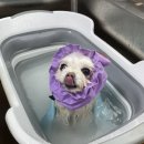 댕이발소 이미지