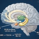 뇌의 구조와 주요 기능 이미지