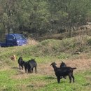 우리염소 이미지