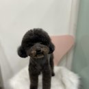 멍블리살롱 이미지