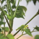 행복나무 이미지