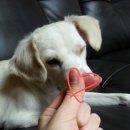 안녕, 내강아지 이미지