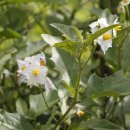 【도깨비가지(Solanum carolinense)】「솔라눔 카롤리넨세, 토종생태계 교란식물」 이미지