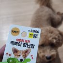 여울소리 | 우리집 강아지 여울이의 다이소 강아지 장난감 애벌레 삑삑이 솔직 후기
