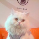 엔젤독스애견 이미지