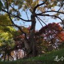 까까머리 이미지