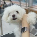 유지네 애견미용샵 이미지