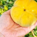 내기농장 이미지