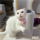 이츠독 | 고양이 한복 케이프, 이츠독 사이즈 꿀팁 강아지도 가능
