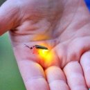 반딧불마트(시장) 이미지