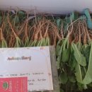 선향농장 이미지