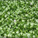 약산낚시터 이미지