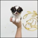 멍앤냥 강아지고양이 안양점 이미지