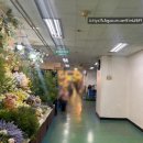 시장터미널 | 고속터미널 꽃시장에서 셀프 서브부케 만들기 후기