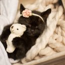 검은고양이 이미지