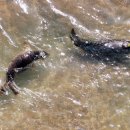 점박이 물범가족 이미지