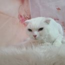 우아한개 이미지