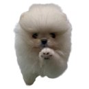 엘리시안퍼피 이미지