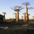 바오밥나무 이미지
