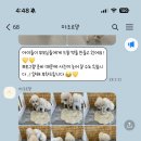 마조르댕 이미지