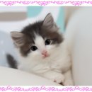 도레미캣 고양이분양 남양주 다산점 이미지