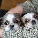 라온반려동물병원 이미지