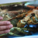 대천항수산시장 이미지