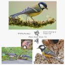 박새 Parus minor Great Tit 이미지