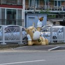 중앙로타리-축협앞 이미지