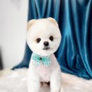 도꾸애견 이미지