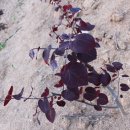 3형제농장 이미지