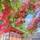 화수정 | 대구 서계서원 배롱나무 명소 개화상황 주차장 정보 여름 가볼만한곳