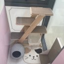 카밍캣 | 광주 고양이미용 &#39;카밍캣&#39;에서 고양이목욕 받고 온 후기
