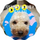 Dr.K 종합동물병원 네이버블로그