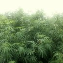 농업회사법인 제이헴프코리아 주식회사 이미지